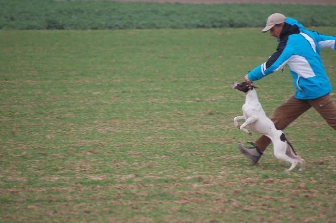 FIELD TRIAL DE PRINTEMPS 2015