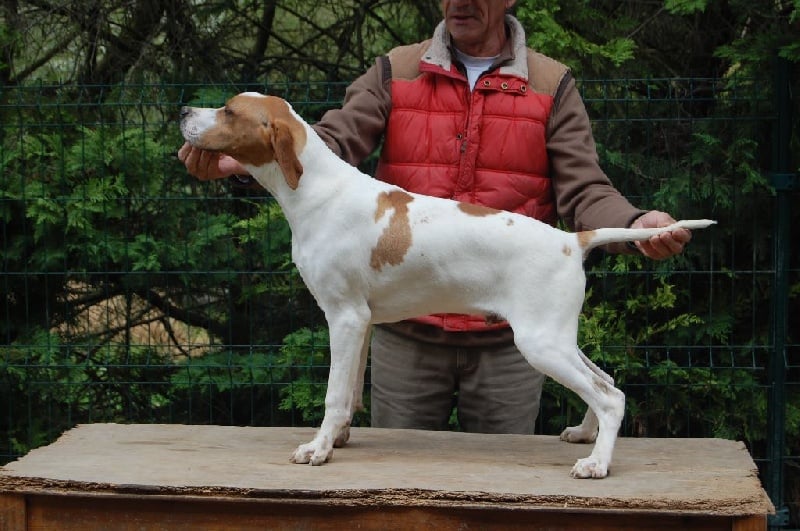 de la perdrisette - Chiots disponibles - Pointer