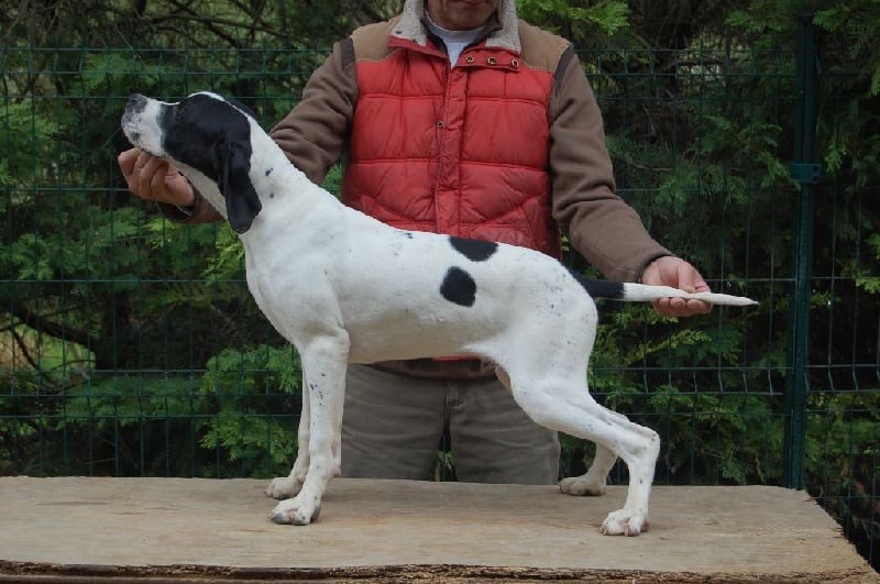 de la perdrisette - Chiots disponibles - Pointer