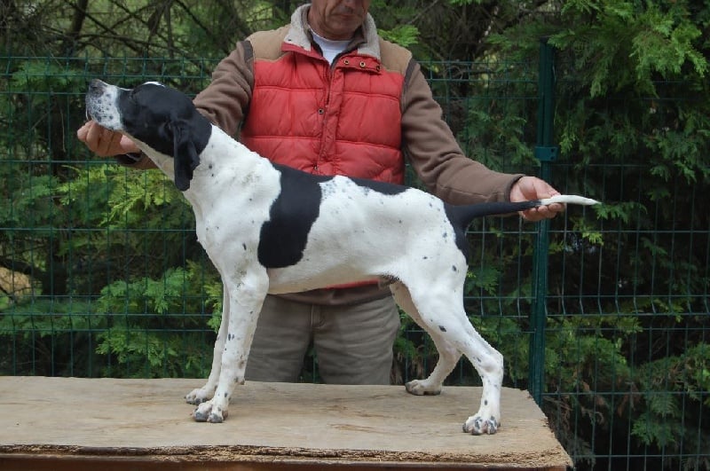 de la perdrisette - Chiots disponibles - Pointer