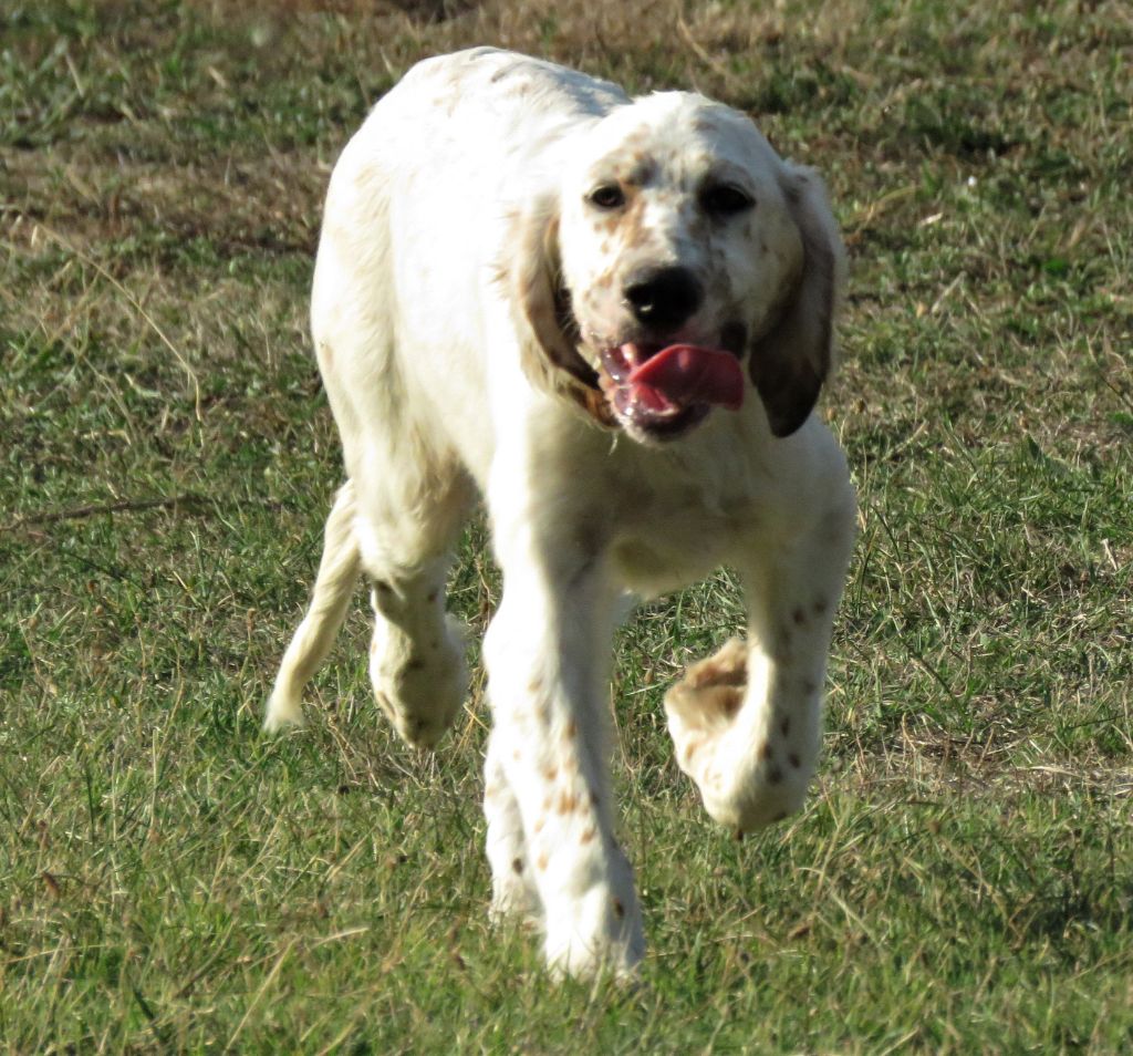 des pics luchonnais - Chiots disponibles - Setter Anglais