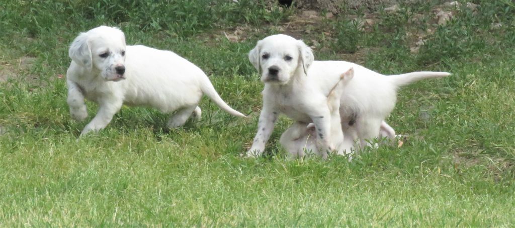 des pics luchonnais - Chiots disponibles - Setter Anglais