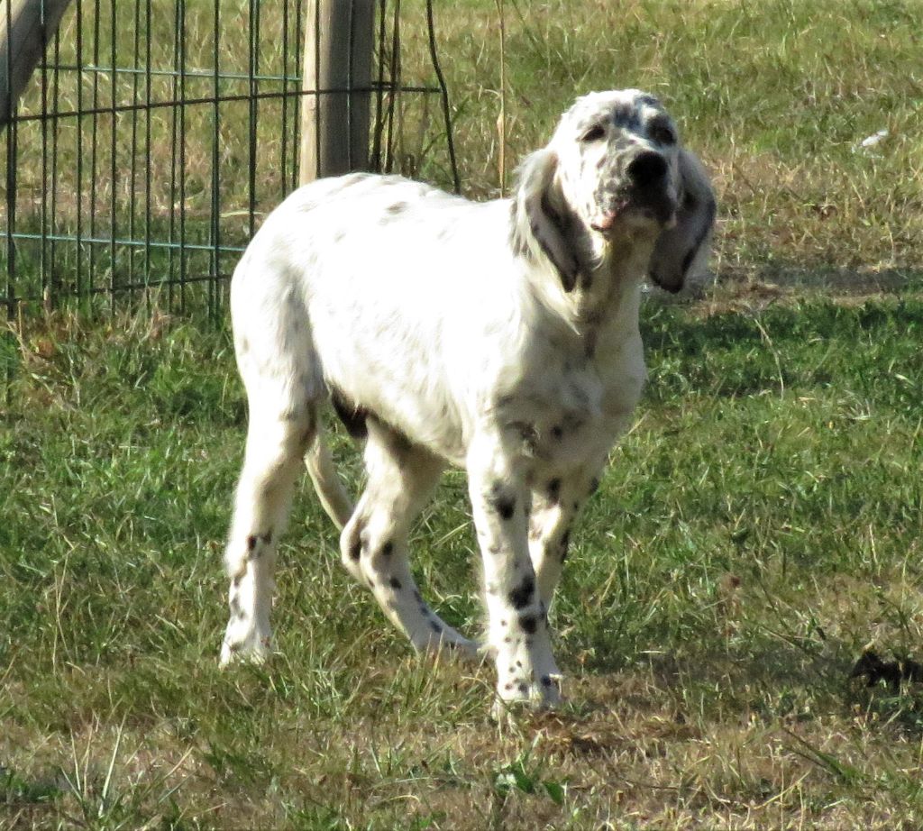 des pics luchonnais - Chiots disponibles - Setter Anglais