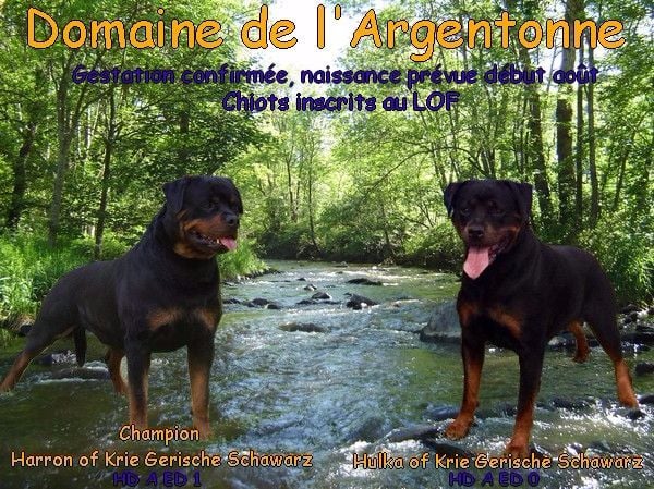 of Krie Gerische Schawarz - RÉSERVATION CHIOTS ROTTWEILER L O F