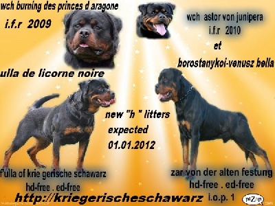 of Krie Gerische Schawarz - naissance des chiots de f'ulla et zar