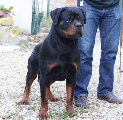 of Krie Gerische Schawarz - ROTTWEILER KENNEL OF KRIE GERISCHE SCHWARZ