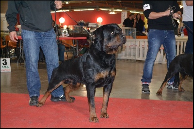 of Krie Gerische Schawarz - CACIB Perpignan