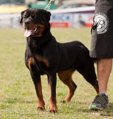 of Krie Gerische Schawarz - OF KRIE GERISCHE SCHAWARZ ROTTWEILER KENNEL