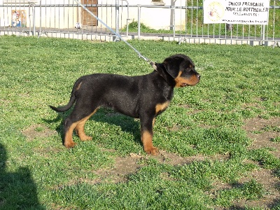 of Krie Gerische Schawarz - REGIONALE DE ST SERIN SUR RANCE