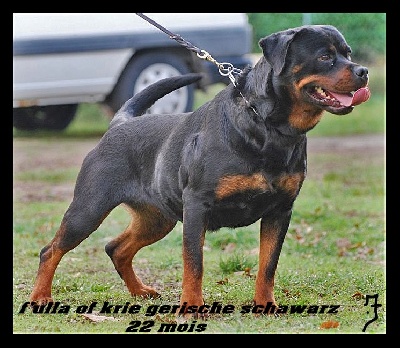 of Krie Gerische Schawarz - RESULTAT CACIB  metz   05.11.11