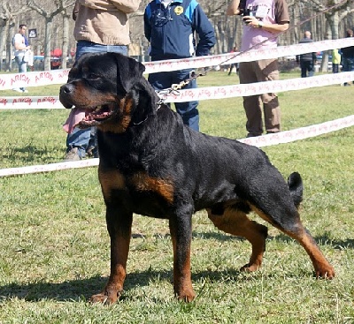 of Krie Gerische Schawarz - RESULTAT  CLUB ROTTWEILER DE ESPANA GIRONA