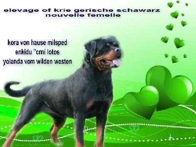 of Krie Gerische Schawarz - NEWS  FEMELLE