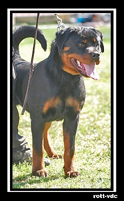 of Krie Gerische Schawarz - RESULTAT  CLUB ROTTWEILER DE ESPANA GIRONA