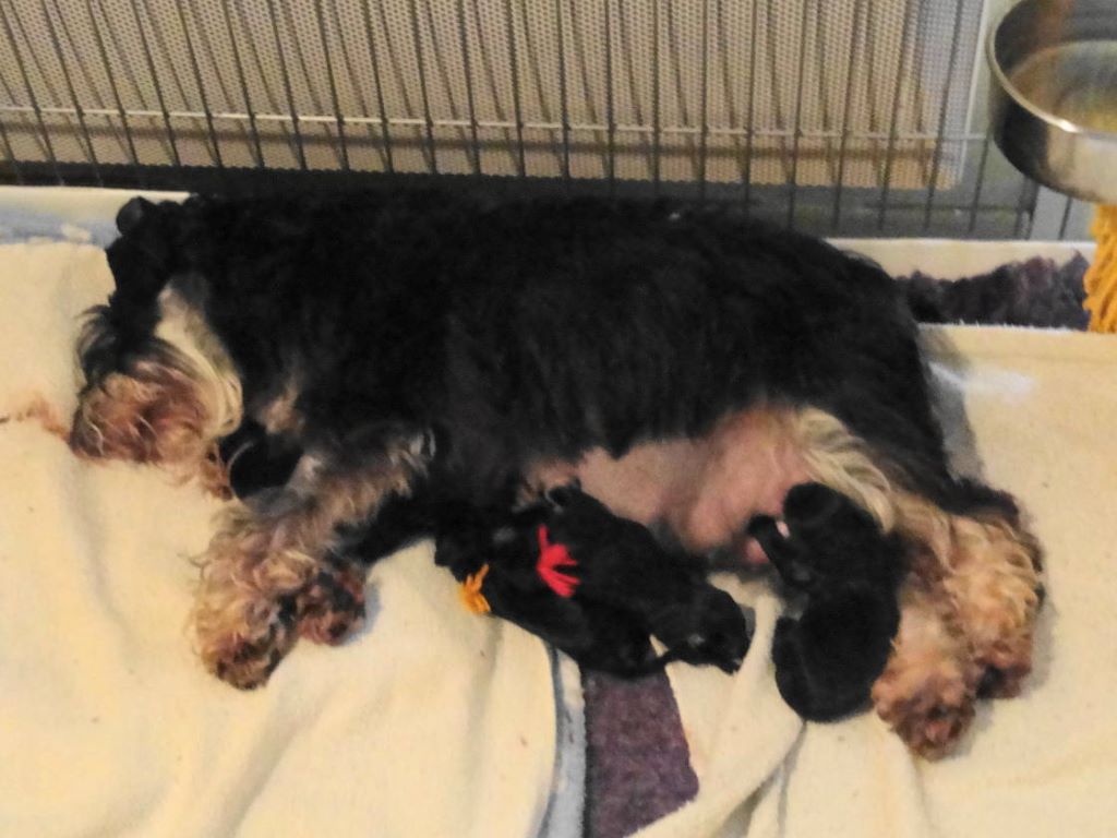 des Iris Bleus - Schnauzer miniature - Portée née le 09/11/2017