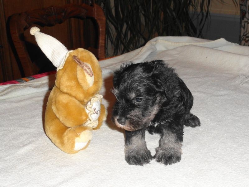 des Iris Bleus - Schnauzer miniature - Portée née le 11/01/2015