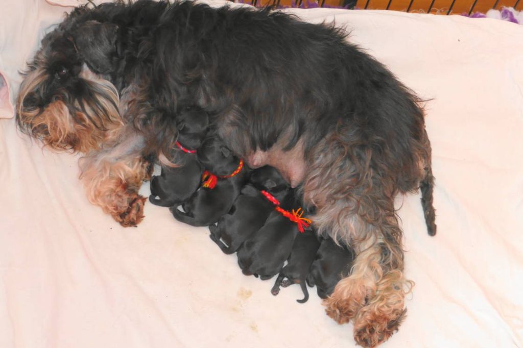 des Iris Bleus - Schnauzer miniature - Portée née le 29/03/2019