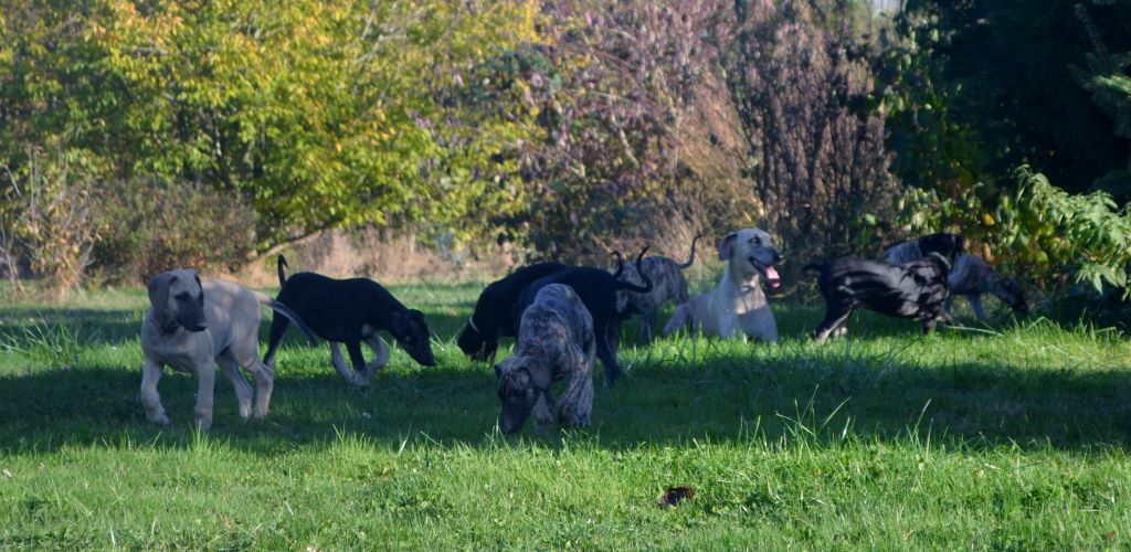 de la Bérondière - Tous les chiots ont trouvé une famille !