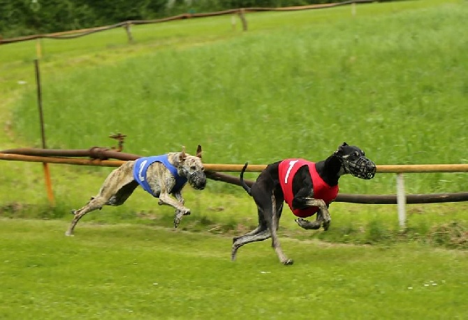 de la Bérondière - Grand Prix Kolín (CZ) race (480m)30/5/2015 