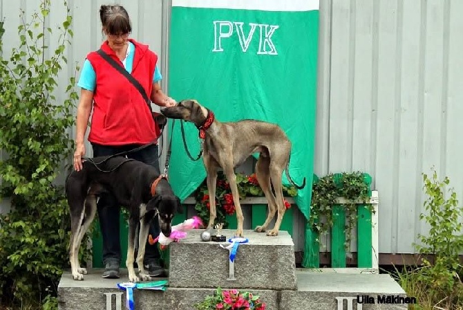 de la Bérondière - Coursing Tampere Finlande 12/07/2014