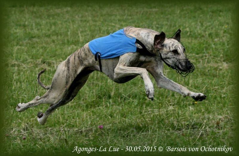 de la Bérondière - CACIL Agonges 30 mai 2015