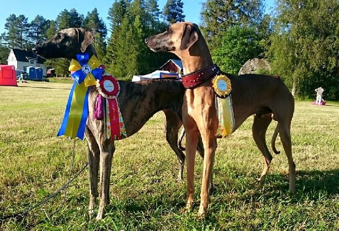 de la Bérondière - Coursing  Bjurholm Suède 16/08/2015