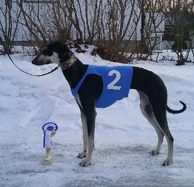 de la Bérondière - Coursing en Finlande 20/03/2016