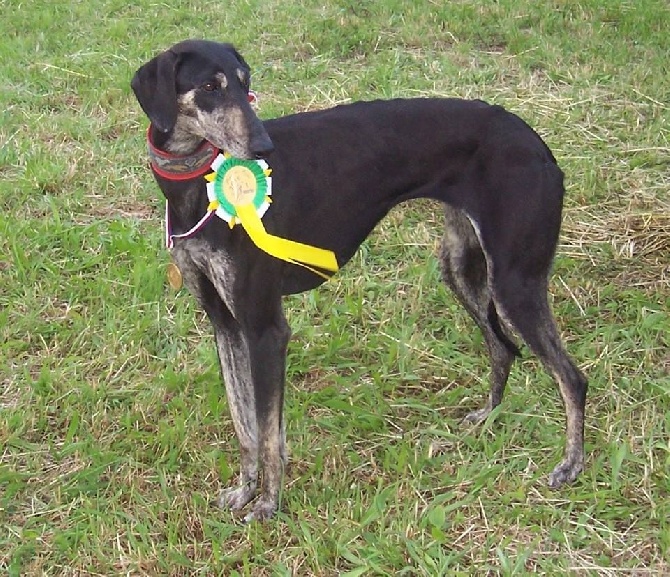 de la Bérondière - Coursing République Tchèque 20/06/2015