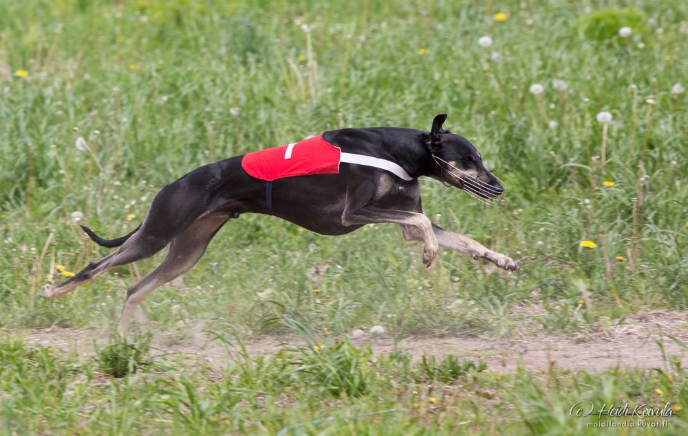 de la Bérondière - Championnat d'Europe de coursing 6 juin 2015