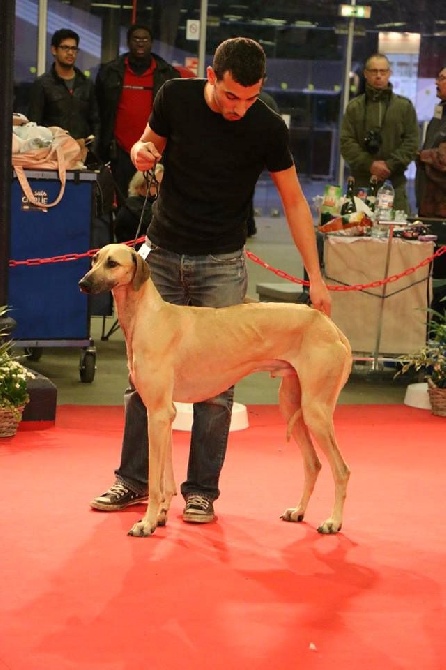 de la Bérondière - Exposition Paris Dog Show 11 janvier 2015