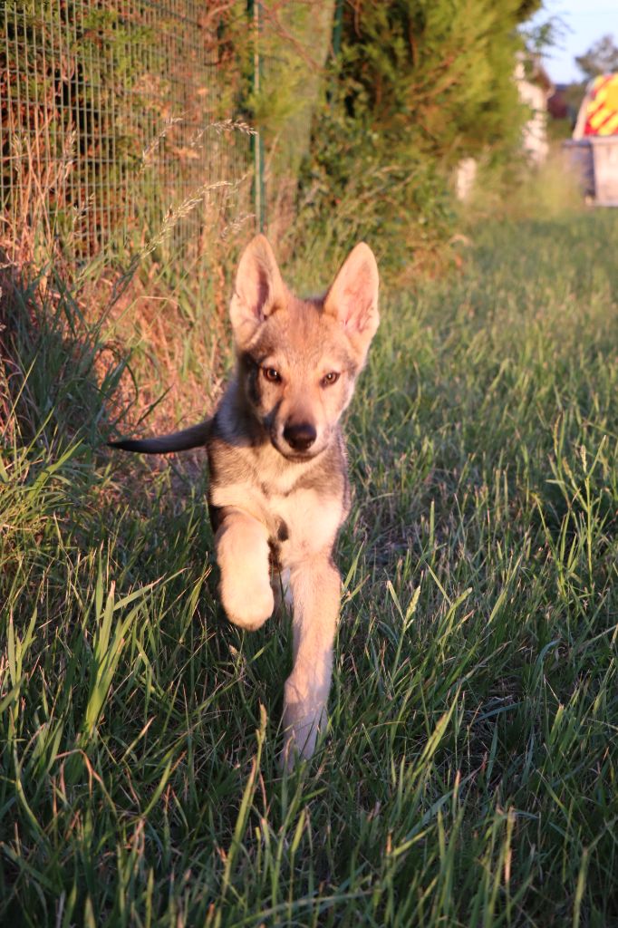 de l'Ame des Loups - Chiots disponibles à l'élevage