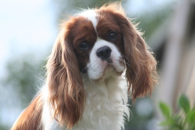 Du manoir de la licorne - Exposition canine Macon