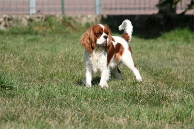 Du manoir de la licorne - Exposition Canine Montluçon