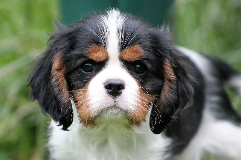 Du manoir de la licorne - Cavalier King Charles Spaniel - Portée née le 27/03/2013