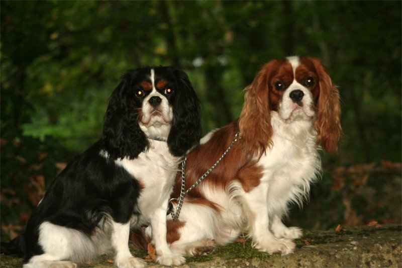 Du manoir de la licorne - Cavalier King Charles Spaniel - Portée née le 10/04/2012