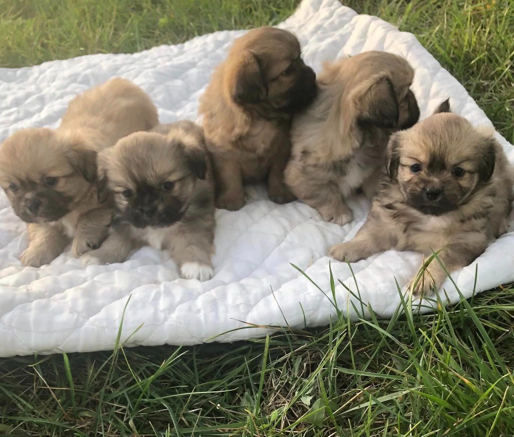 Chiot Epagneul tibetain des Terres de Nelfy