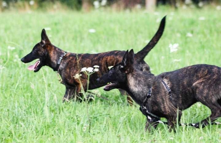 Portées 2025 chiots berger hollandais 