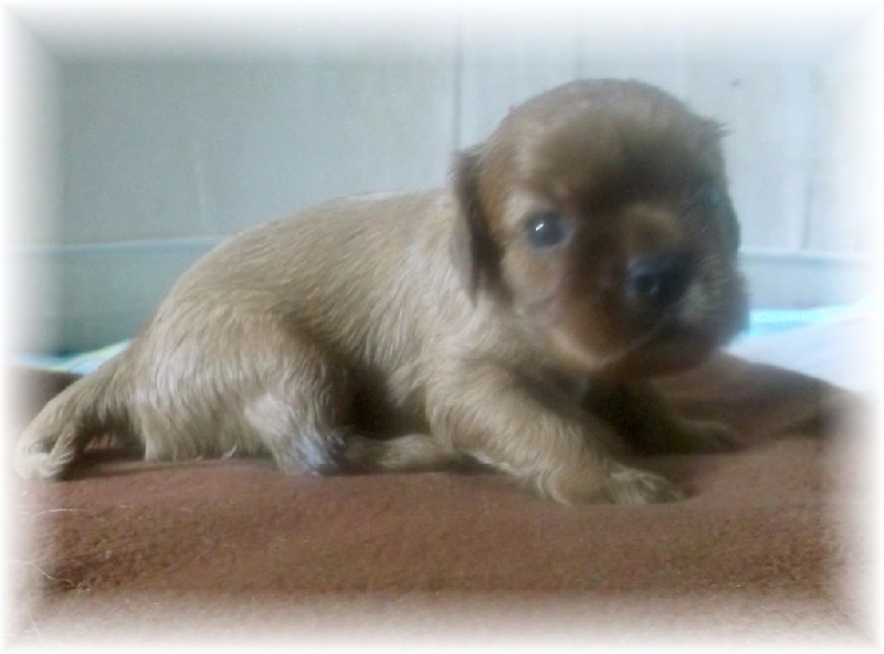 du Royaume du Khan - Cavalier King Charles Spaniel - Portée née le 23/02/2016