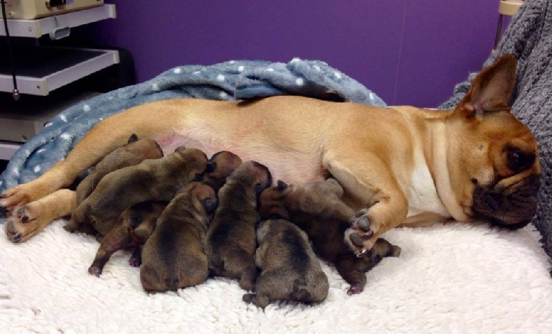 Chiot Bouledogue français de molosse Land