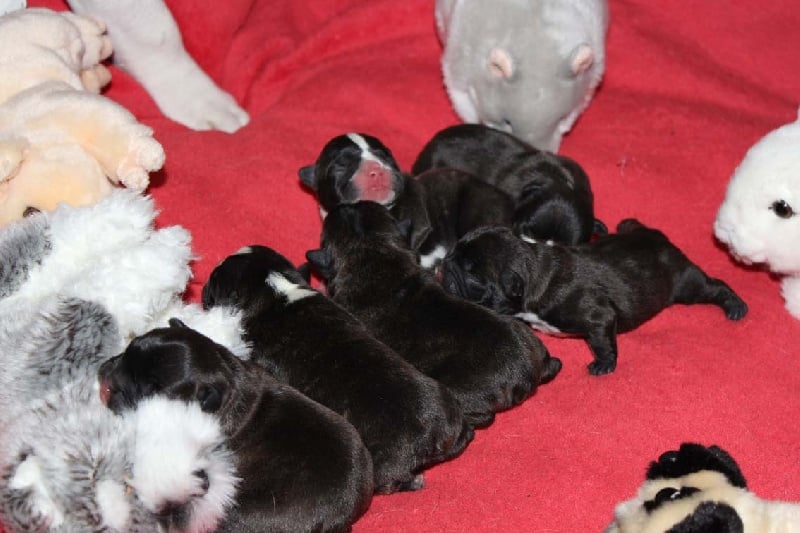 Chiot Bouledogue français de molosse Land