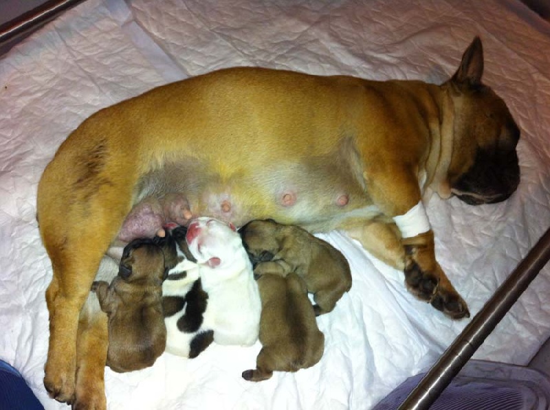 Chiot Bouledogue français de molosse Land