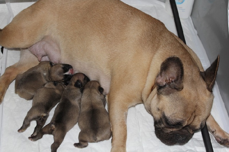 Chiot Bouledogue français de molosse Land