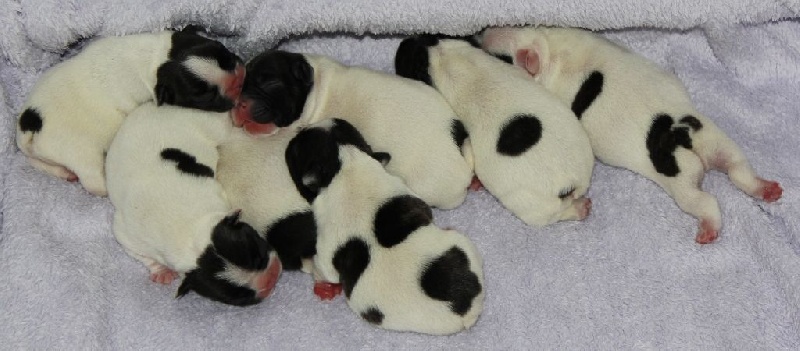 Chiot Bouledogue français de molosse Land