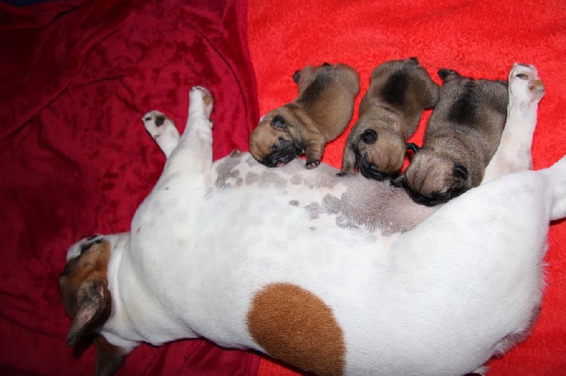 Chiot Bouledogue français de molosse Land