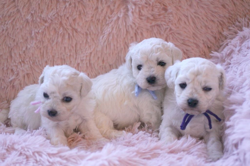 Chiot Bichon Frise de la Felhotte