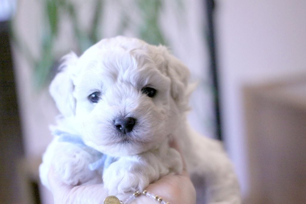 de la Felhotte - Chiots disponibles - Bichon Frise