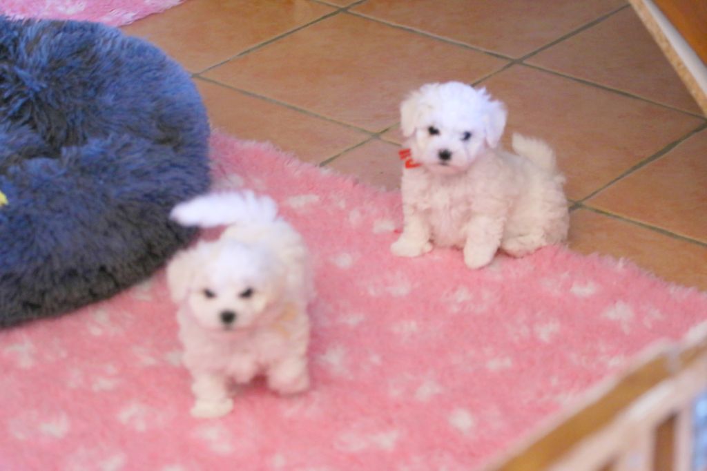 Chiot Bichon Frise de la Felhotte