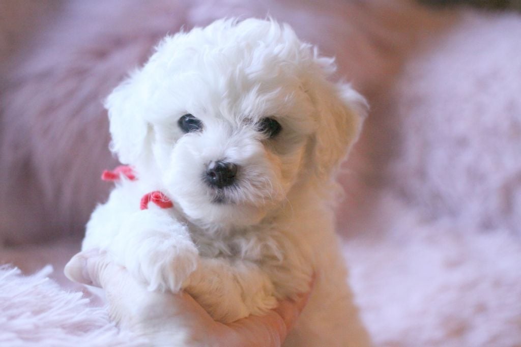 de la Felhotte - Chiots disponibles - Bichon Frise