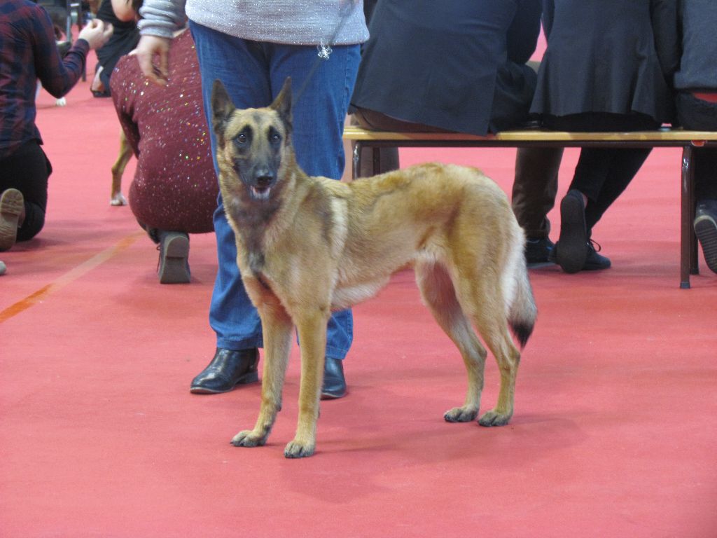 Exposition Internationale de Toulouse - CACS / CACIB