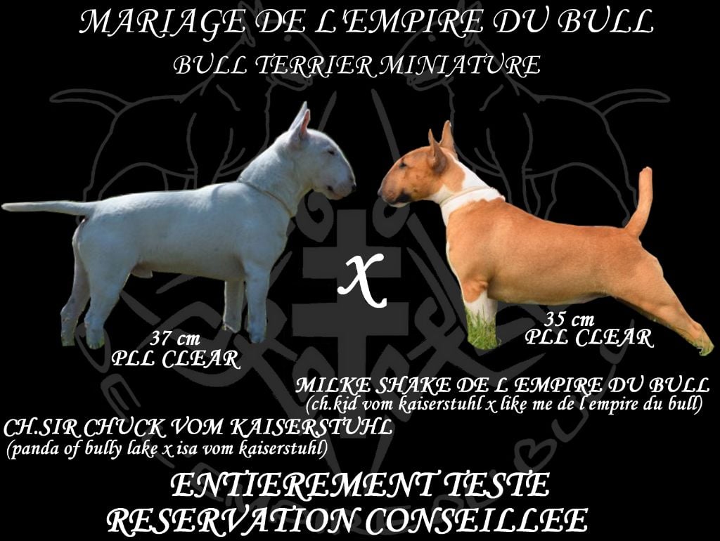 de l'Empire du Bull - CONFIRMATION DE GESTATION