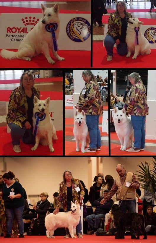 des fantômes de la nuit - Exposition canine internationale ANGERS 2023